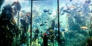 15 Reasons You Should Visit the Two Oceans Aquarium at V&A Waterfront