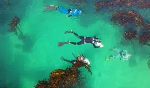 Cape Research and Diver Development | Fish and shark kelp forest snorkel experience