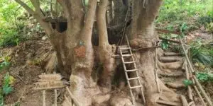 Cape Town’s biggest tree house is at this hidden playpark