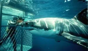 Shark Zone | Shark cage diving experience including breakfast, lunch and snacks for 1
