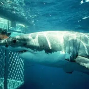 Shark Zone | Shark cage diving experience including breakfast, lunch and snacks for 1