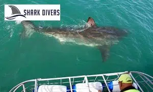 Shark Divers | Shark Cage Diving Experience for One Including Breakfast and Snacks