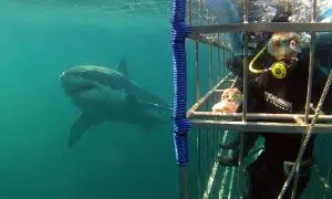 African Shark | Shark Cage Diving for 1