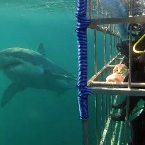 African Shark | Shark Cage Diving for 1