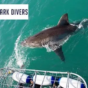 Shark Divers | Shark Cage Diving Experience for One Including Breakfast and Snacks