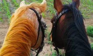 ESDA | 60-Minute Horse Safari Ride for 2