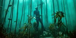 Cape Research and Diver Development | Fish and shark kelp forest snorkel experience