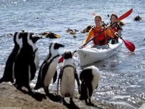 Extreme Scene | Sea Kayak to See Penguins for 1