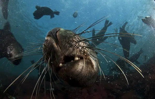 Extreme Scene | Seal Snorkeling for 1