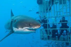 Extreme Scene | Shark Cage Diving Experience for 1