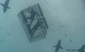 White Shark Divers | A Shark Cage Diving Experience for 1 Person in Gansbaai