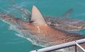 White Shark Divers | A Shark Cage Diving Experience for 1 Person in Gansbaai