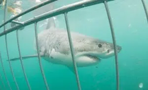 White Shark Divers | A Shark Cage Diving Experience for 1 Person in Gansbaai
