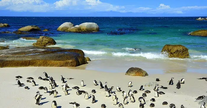 What Are The Best Beaches in Cape Town