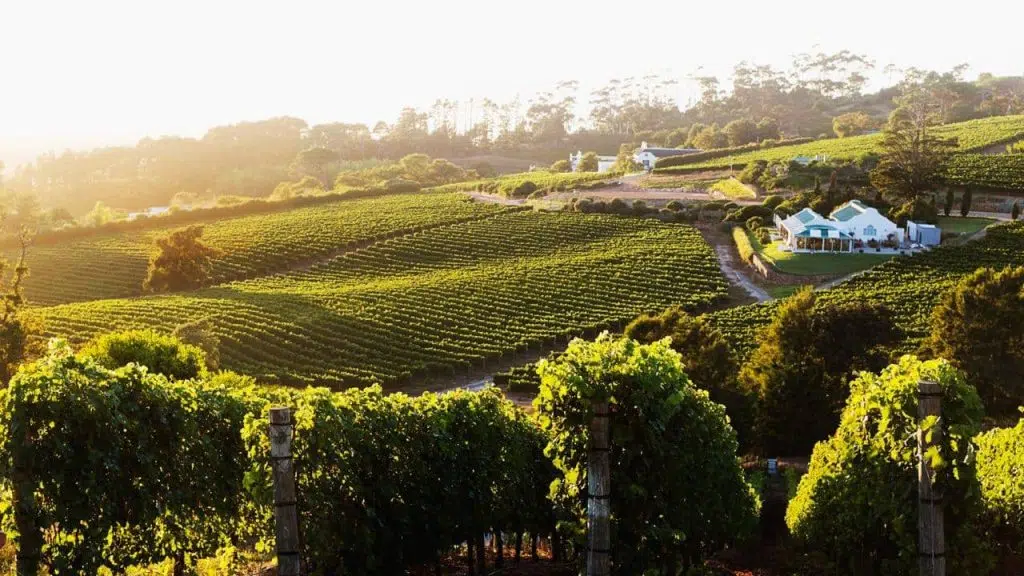 Exploring the Cape Winelands: A Wine Lover's Guide to Cape Town
