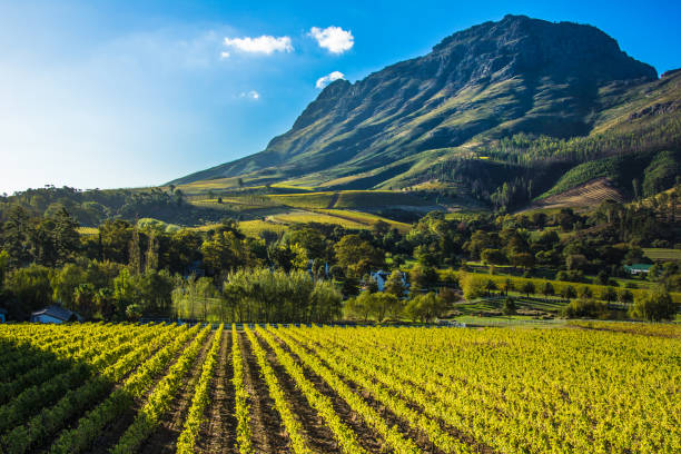 Exploring the Cape Winelands: A Wine Lover's Guide to Cape Town