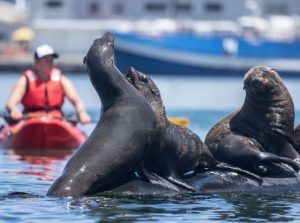 Animal Ocean Expeditions | Experience A 2-Hour Guided Kayak Ocean Tour for 2