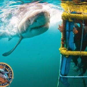 White Shark Diving Co. | Jawesome Shark Cage Diving Deal Incl Meals for 1