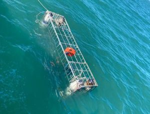 White Shark Diving Co. | Jawesome Shark Cage Diving Deal Incl Meals for 1