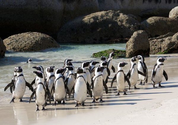 Kayak Adventures Simons Town | 2 hour Kayak With Penguins For 1