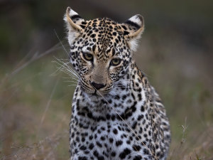 Tours & Tickets | Kruger National Park Half Day Game Drive