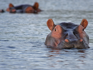 Tours & Tickets | Kruger National Park Half Day Game Drive