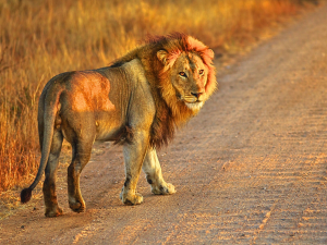 Tours & Tickets | Kruger National Park Half Day Game Drive