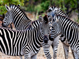 Tours & Tickets | Kruger National Park Half Day Game Drive