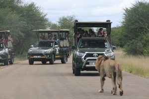 KM Tours | Kruger Park Half Day Game Drive & Quad Biking For 1