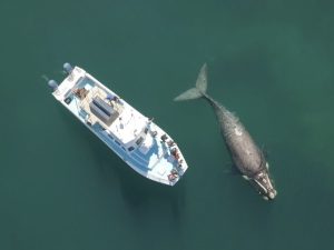 Walker Bay Dunes Lodge | 2 Nights Stay for Two Overlooking The Bay And Whale Watching