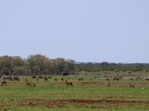 Tiger Hunters Tours and Safaris | One For The Boys, Extreme Tiger Fishing At Its Best incl Accommodation, Boat and Guide