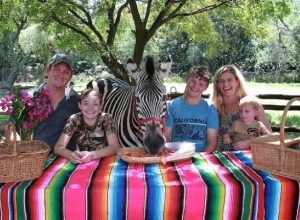 Zebra Safaris | Champagne Breakfast With Zebras For 1