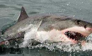 White Shark Divers | Experience Shark Cage Diving for 2 Incl Breakfast, Snacks, Light Lunch and all Dive Gear. (Copy)