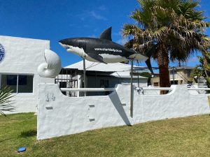 Sharklady Adventures | A 3 Hour Thrilling Shark Cage Adventure for 1