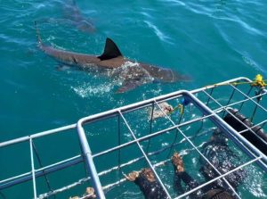 Sharklady Adventures | A 3 Hour Thrilling Shark Cage Adventure for 1