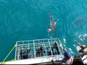 Sharklady Adventures | A 3 Hour Thrilling Shark Cage Adventure for 1