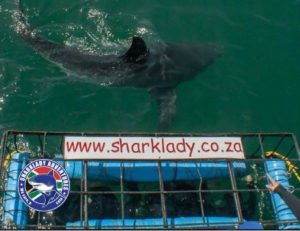 Sharklady Adventures | A 3 Hour Thrilling Shark Cage Adventure for 1