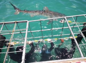 Sharklady Adventures | A 3 Hour Thrilling Shark Cage Adventure for 1