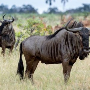 Adventure Zone | Experience Life at its Best with A Game Drive, Archery or Air Rifle For 4