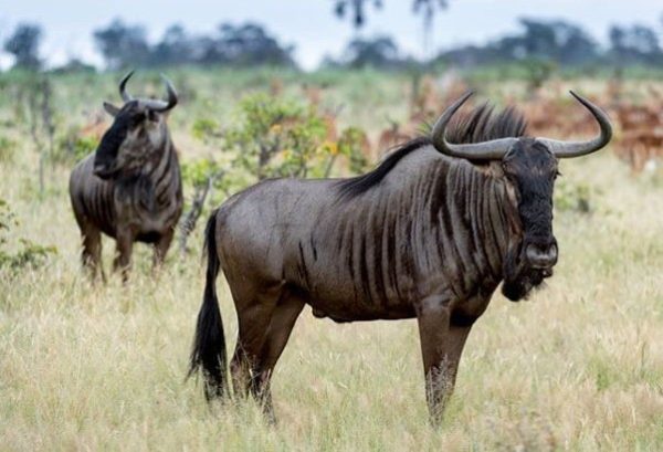 Adventure Zone | Experience Life at its Best with A Game Drive, Archery or Air Rifle For 4