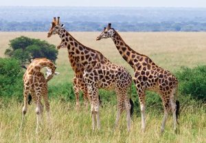 Adventure Zone | Experience Life at its Best with A Game Drive, Archery or Air Rifle For 4