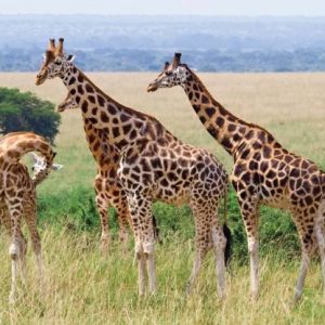Adventure Zone | Experience Life at its Best with A Game Drive, Archery or Air Rifle For 4