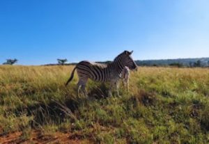 Adventure Zone | Experience Life at its Best with A Game Drive, Archery or Air Rifle For 4