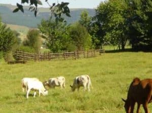 Pennylane Guest House | 2-Night Stay for 2 In The Gorgeous Countryside of the Midlands Meander