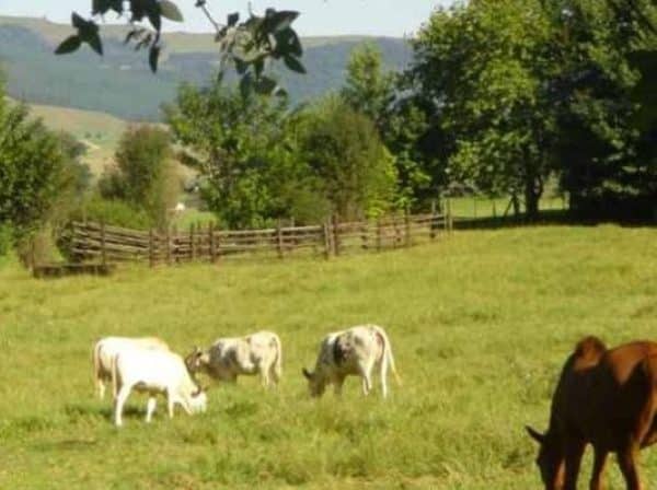 Pennylane Guest House | 2-Night Stay for 2 In The Gorgeous Countryside of the Midlands Meander