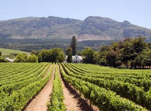 Queer Eye Tours | Wine Tasting in Franschhoek Incl Lunch and Drinks for 6 (Copy)