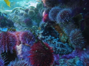 African Ocean Adventures | The Blue Safari Adventure with Kelp Snorkeling & Marine Life Experiences for 1