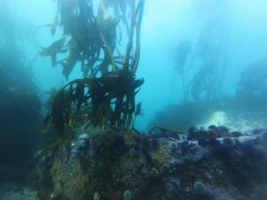 African Ocean Adventures | Experience The Beauty Of Scuba Diving For 1 and Beginners Welcome