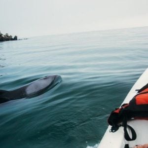 Kayak Wild | A 2 Hr Guided Kayaking Marine Life Excursion For 1